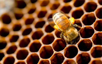Introducing The Hive 1 Introducing The Hive at Honey Bees Roofing & Solar