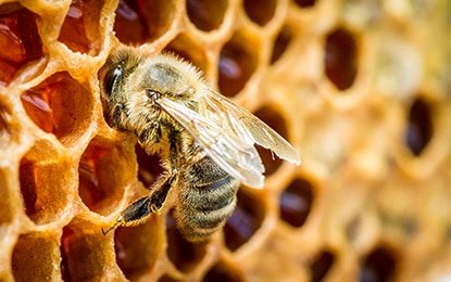 How do Honey Bees Build Their Hives