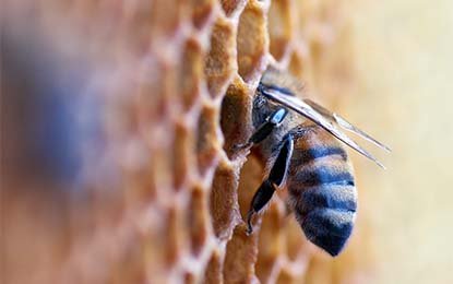 How do Honey Bees Create Honey?